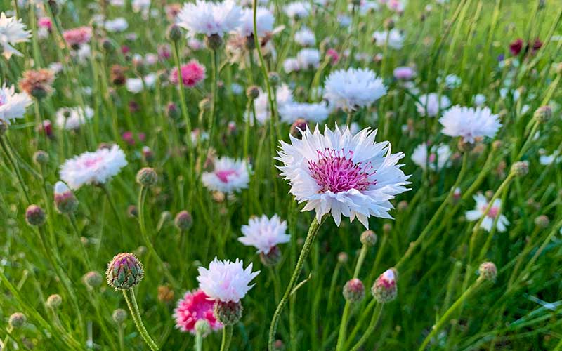 Kornblumen-Mix in Rosa und Weiß - 200 Samen