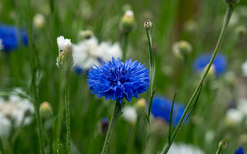Kornblumenblau-weiße Mischung - 200 Samen -
