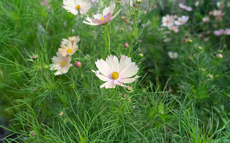 Cosmos Aprikosenlimonade - 50 Samen