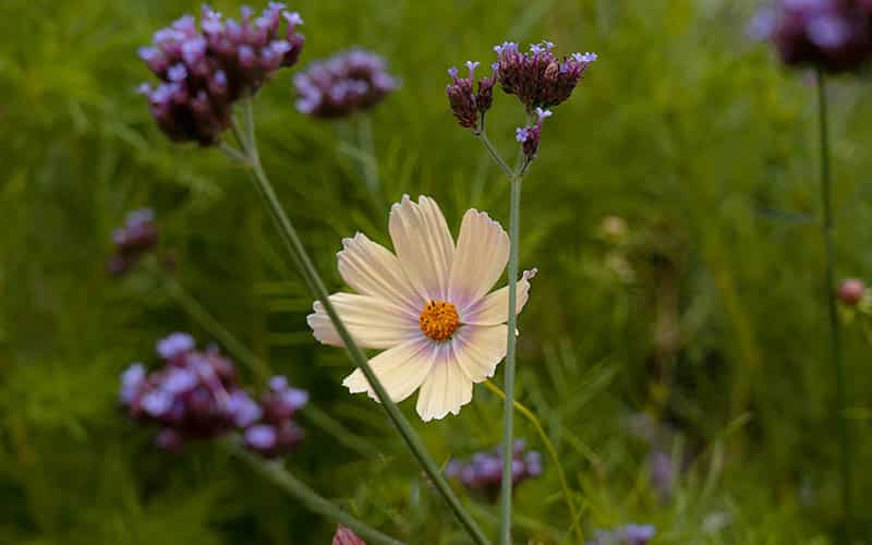 Cosmos Aprikosenlimonade - 50 Samen