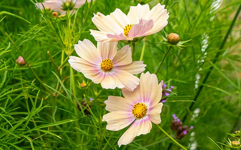 Cosmos Aprikosenlimonade - 50 Samen