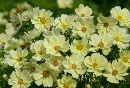 Cosmos Xanthos - 50 Samen