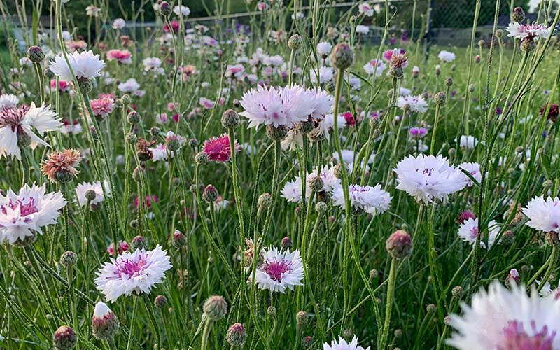 Kornblumen-Mix in Rosa und Weiß - 200 Samen