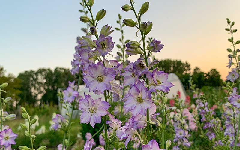 Delphinium Purple (Rittersporn) - 150 Samen -