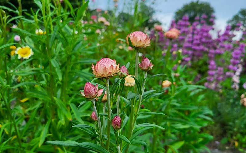 Strohblume Lachsrose - 300 Samen -