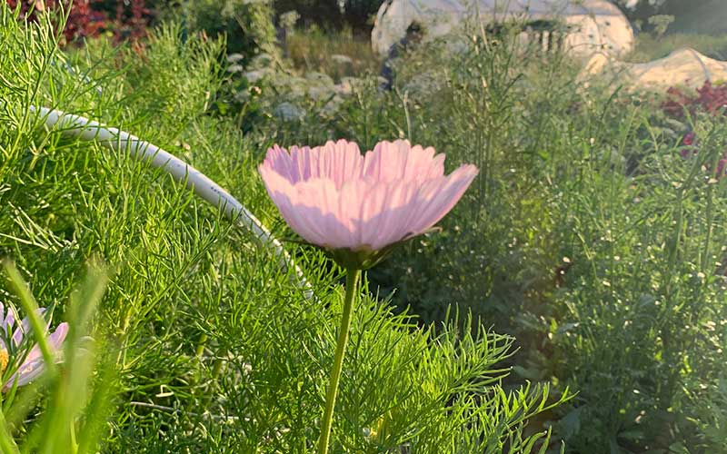 Cosmos Cupcakes Blush - 50 Samen