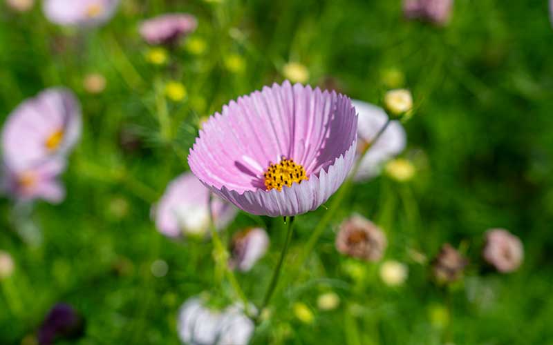 Cosmos Cupcakes Blush - 50 Samen