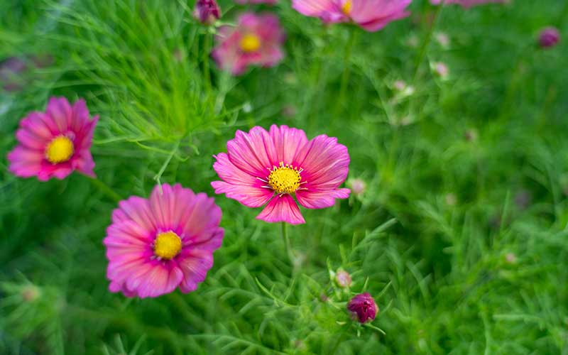 Cosmos Xsenia - 50 Samen