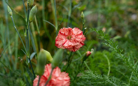 Dianthus Raspberry Ripple (Anjer) - 50 zaden