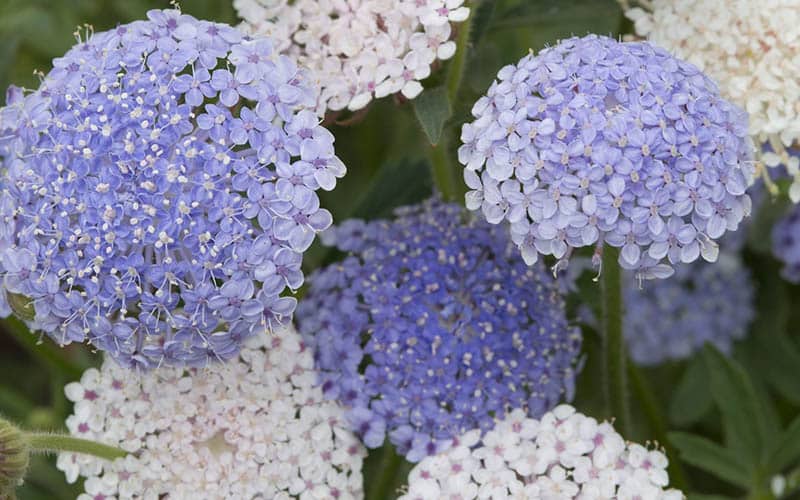 Blue Bliss Flower Collection