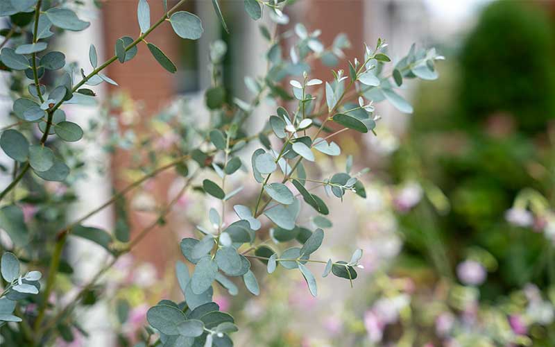 Eucalyptus - 35 seeds