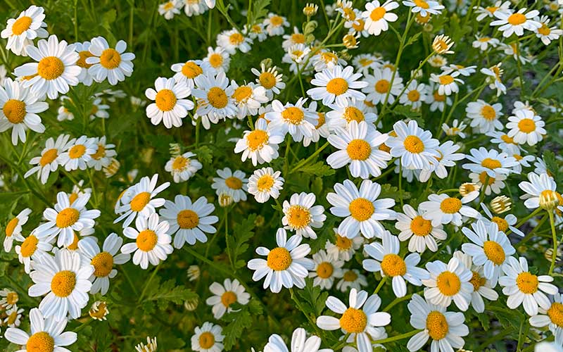 Moederkruid - Tanacetum Campagne - 50 zaden