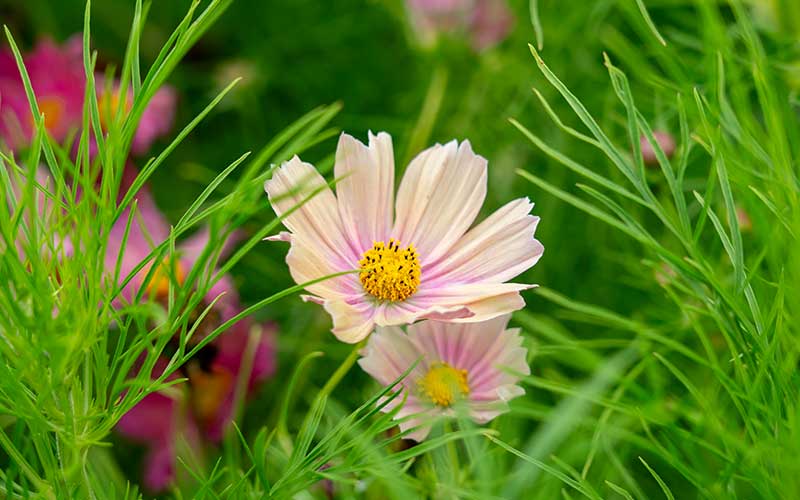 Cosmos Aprikosenlimonade - 50 Samen