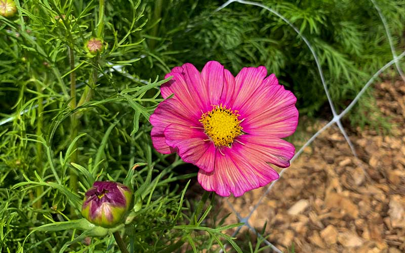 Cosmos Xsenia - 50 Samen