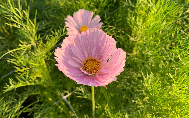 Cosmos Cupcakes Blush - 50 Samen