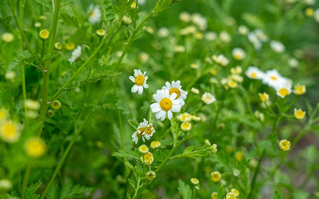 Moederkruid - Tanacetum Campagne - 50 zaden