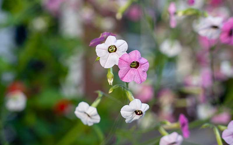 Blühender Tabak-Eibisch (Nicotiana mutabilis)