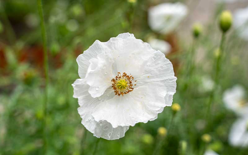 Mohn (Papaver rhoeas) - Brautseide