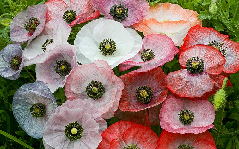 Mohn (Papaver rhoeas) - Perlmutt