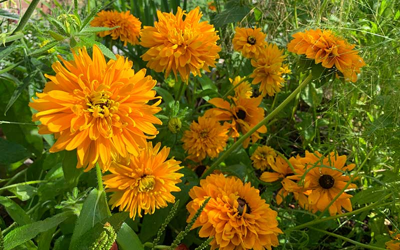 Rudbeckia hirta Goldlöckchen - 200 Samen