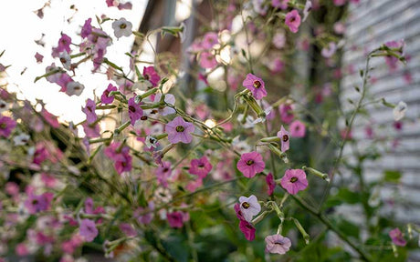 Blühender Tabak-Eibisch (Nicotiana mutabilis)