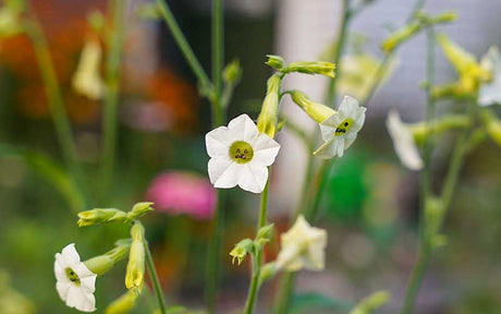 Guimauve de tabac à fleurs (Nicotiana mutabilis)