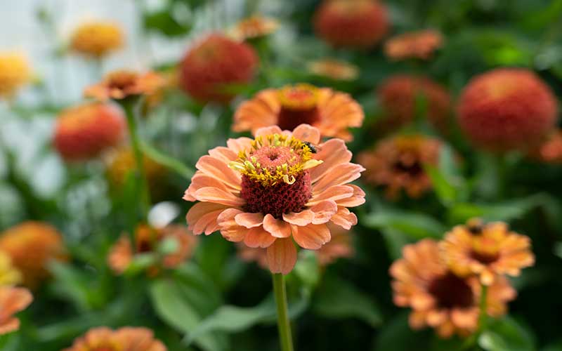 Zinnia Queen Lime Orange - 35 Samen