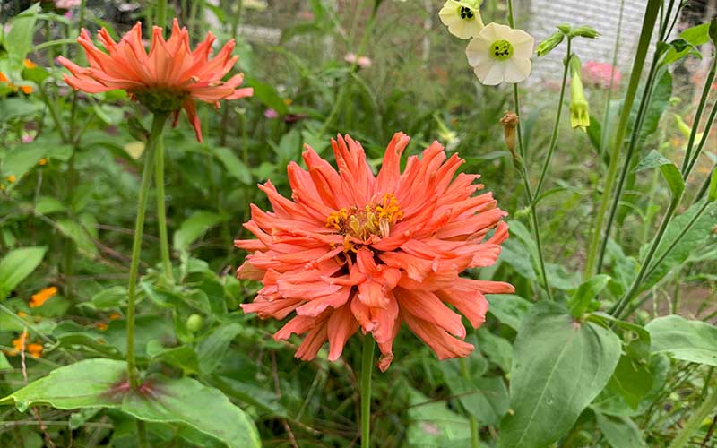 Zinnia Senora - 50 Samen