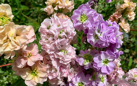 Mélange Matthiola Pastel (Stock) - 75 graines