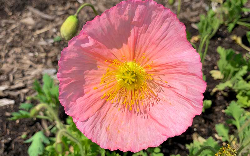 Isländischer Mohn Champagne Pink - 50 Samen -