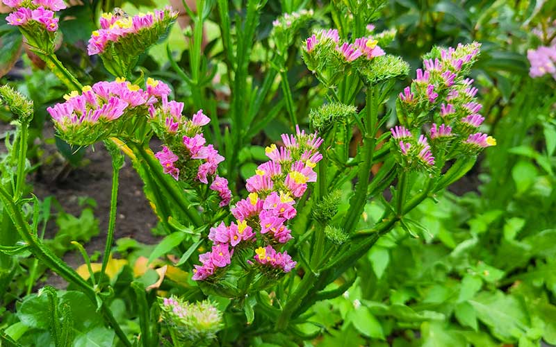 Limonium Pink - 50 Samen