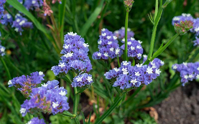 Limonium Soft Blue - 50 Samen
