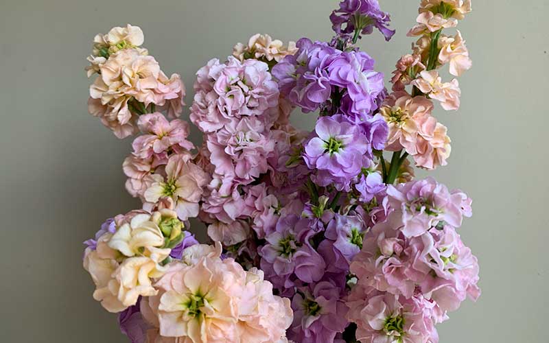 Mélange Matthiola Pastel (Stock) - 75 graines