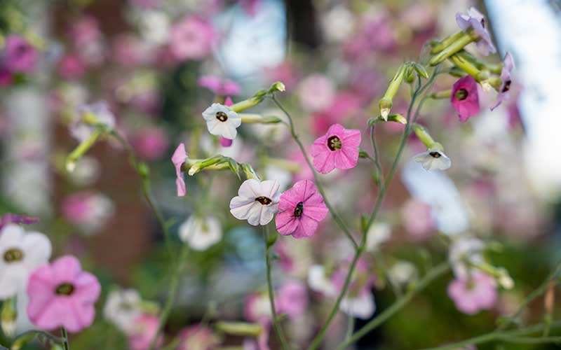 Blühender Tabak-Eibisch (Nicotiana mutabilis)