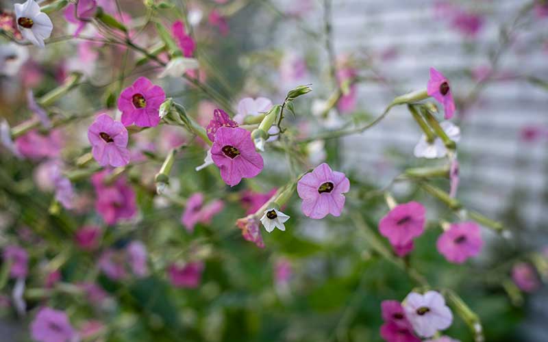 Blühender Tabak-Eibisch (Nicotiana mutabilis)