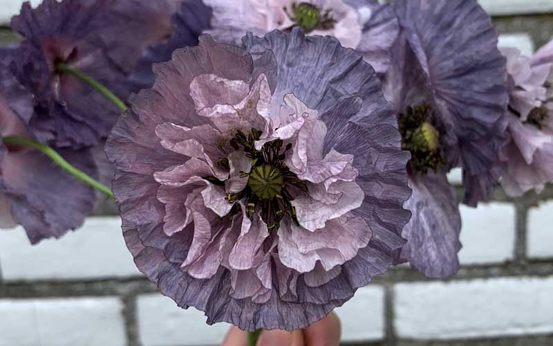 Mohn (Papaver rhoeas) – Amazing Grey