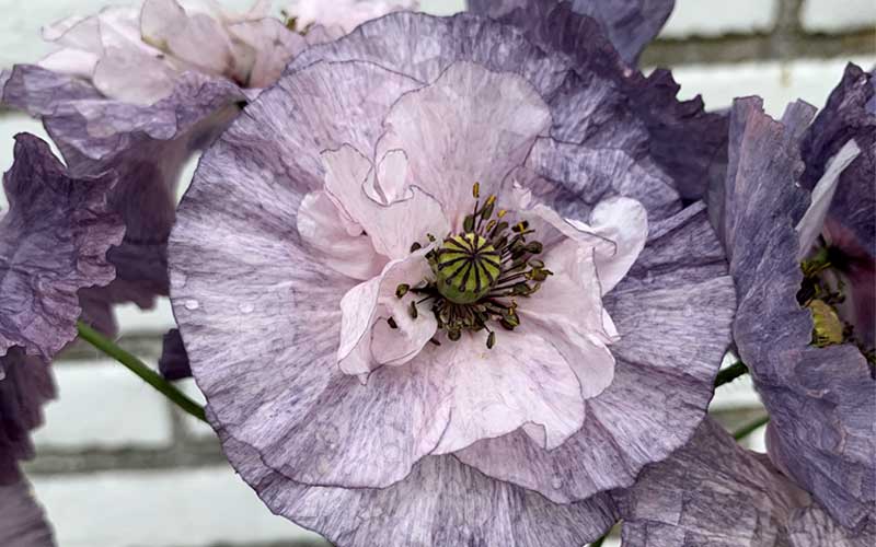 Mohn (Papaver rhoeas) – Amazing Grey