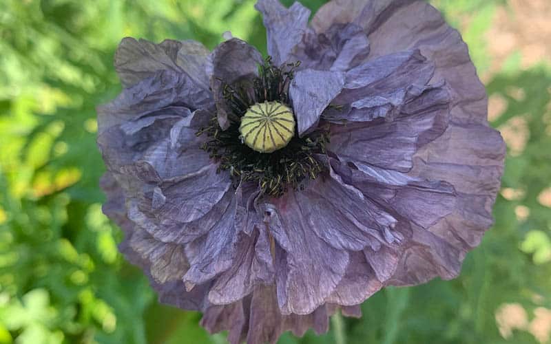 Mohn (Papaver rhoeas) – Amazing Grey