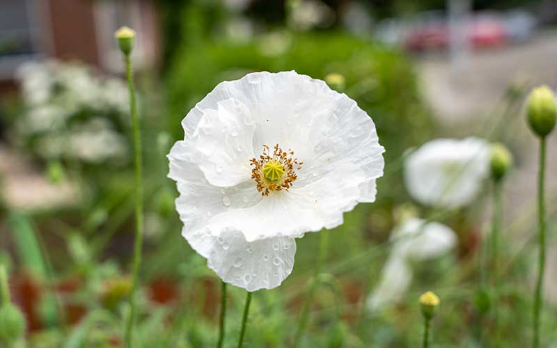 Mohn (Papaver rhoeas) - Brautseide