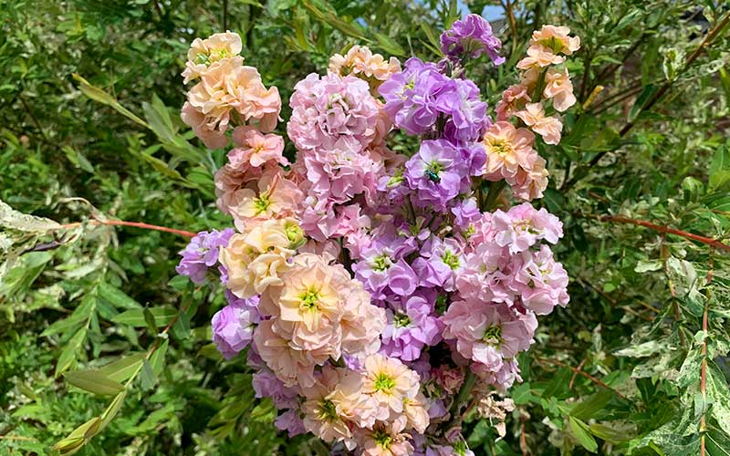 Mélange Matthiola Pastel (Stock) - 75 graines