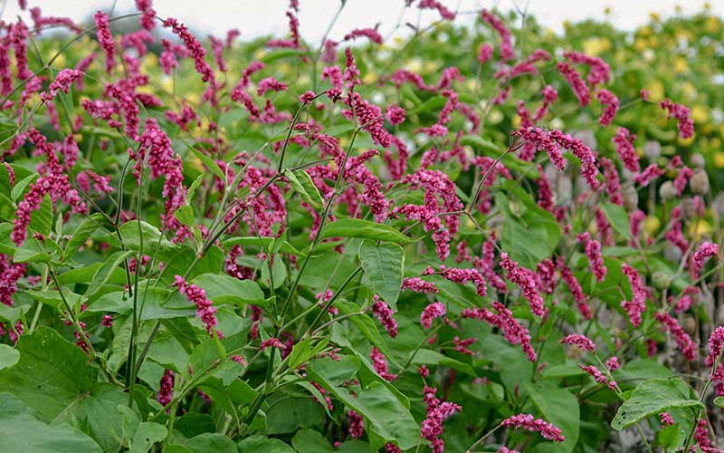 Persicaria orientalis Cerise Pearls (annual variety) - 100 seeds