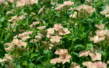 Phlox Creme Brulee - 150 seeds