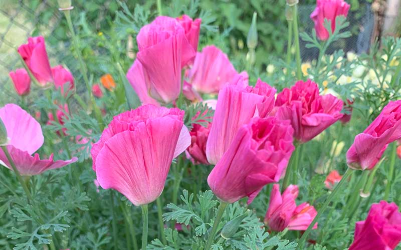 Kalifornischer Mohn Rose Chiffon - 100 Samen