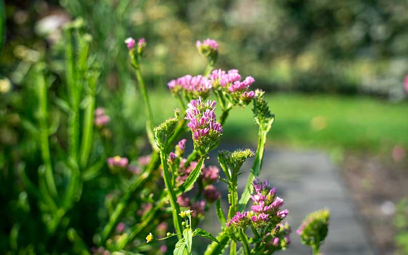 Limonium Pink - 50 Samen