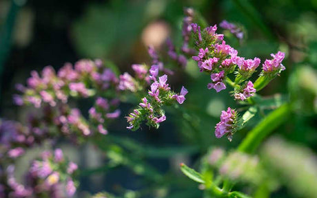Limonium Pink - 50 Samen