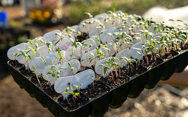 Reusable Small Plant Labels (25x) for Pencil