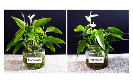 Plant Surge Magnetic Growth Booster - Descale tap water