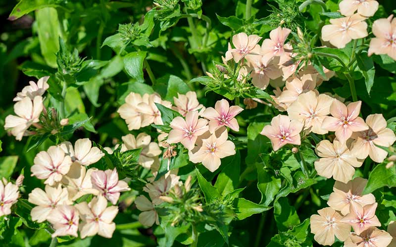 Phlox Crème Brulee - 150 Samen