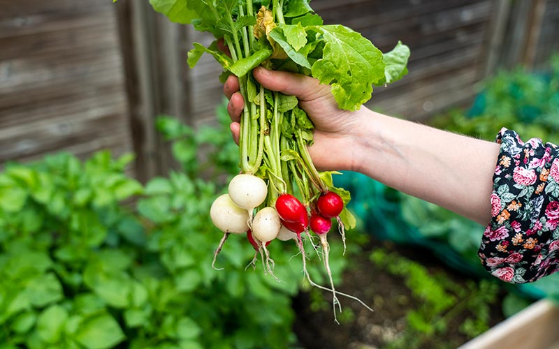 Radish - Mixed colors