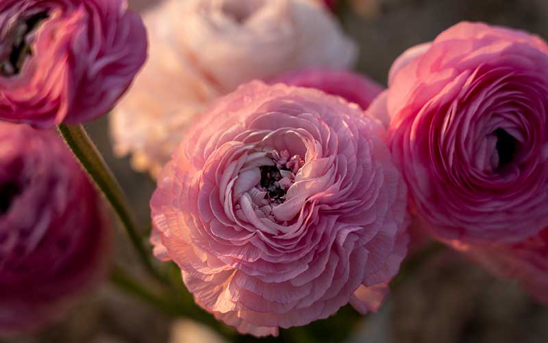 The Farm Dream - Gift Card